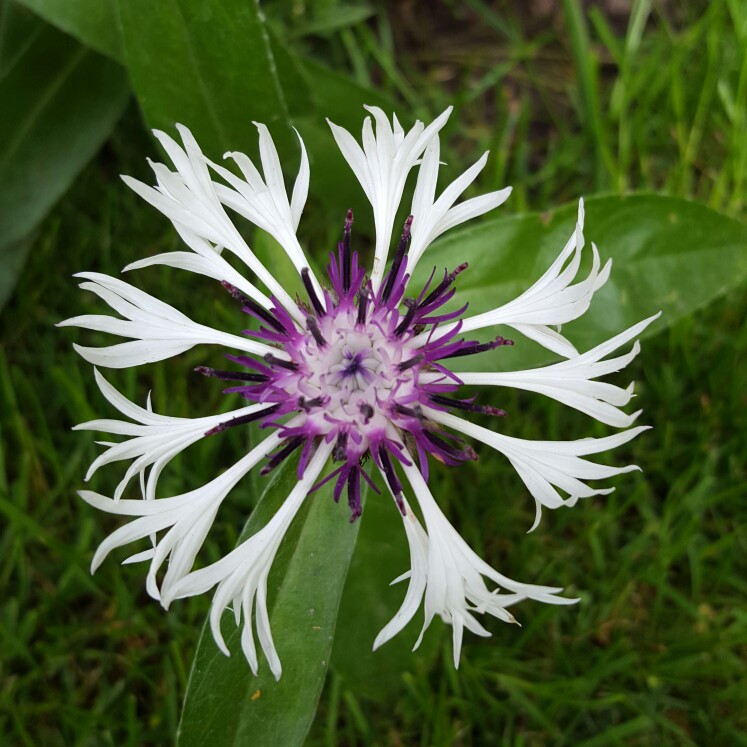 plant image 114518 plant image 114518