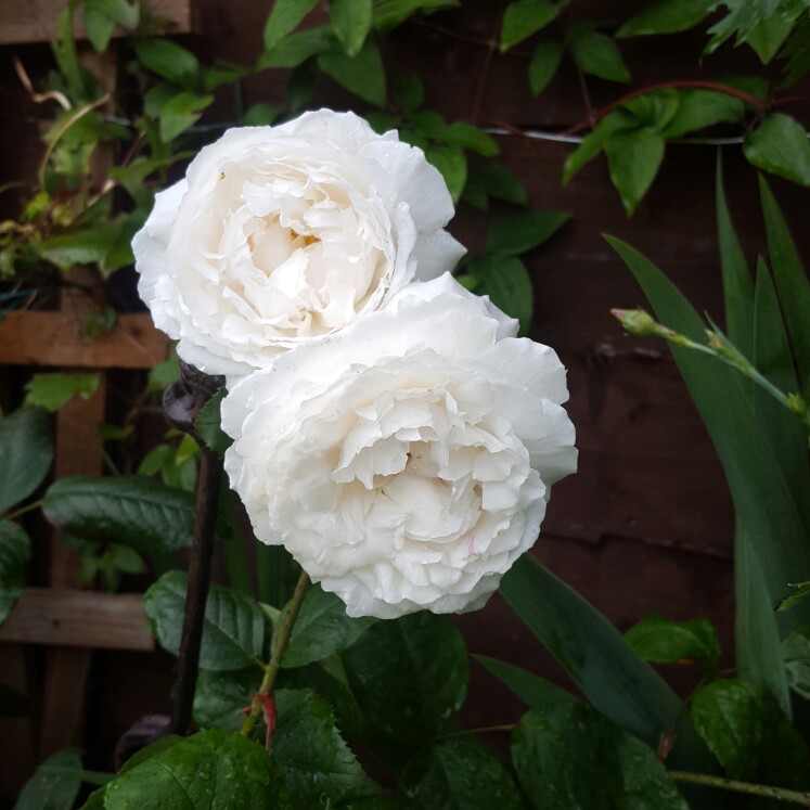 plant image 123576 plant image 123576