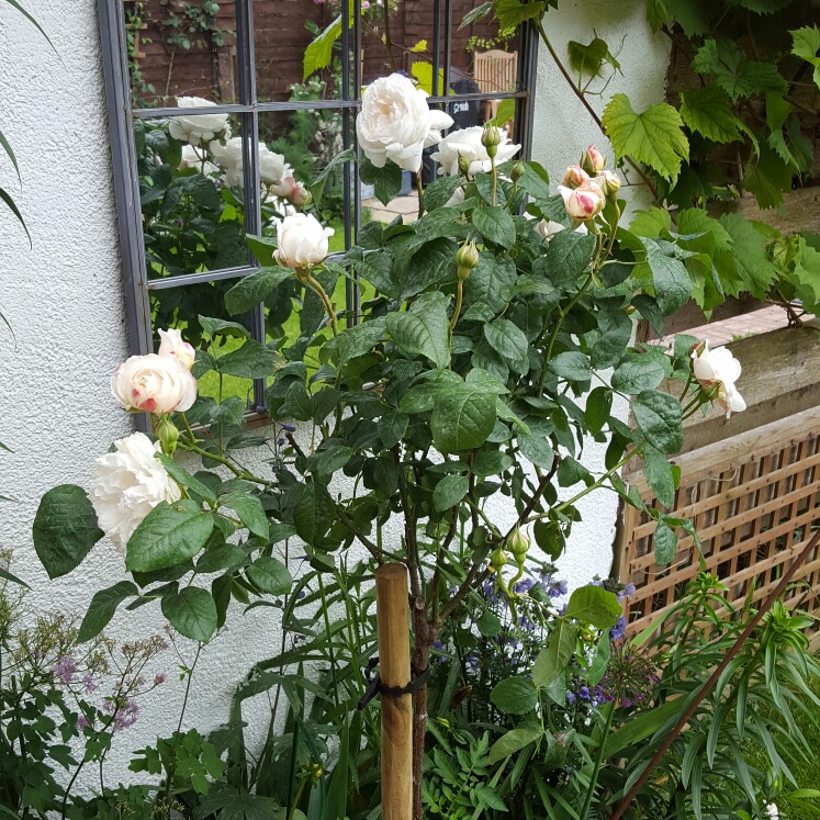 plant image 124983 plant image 124983