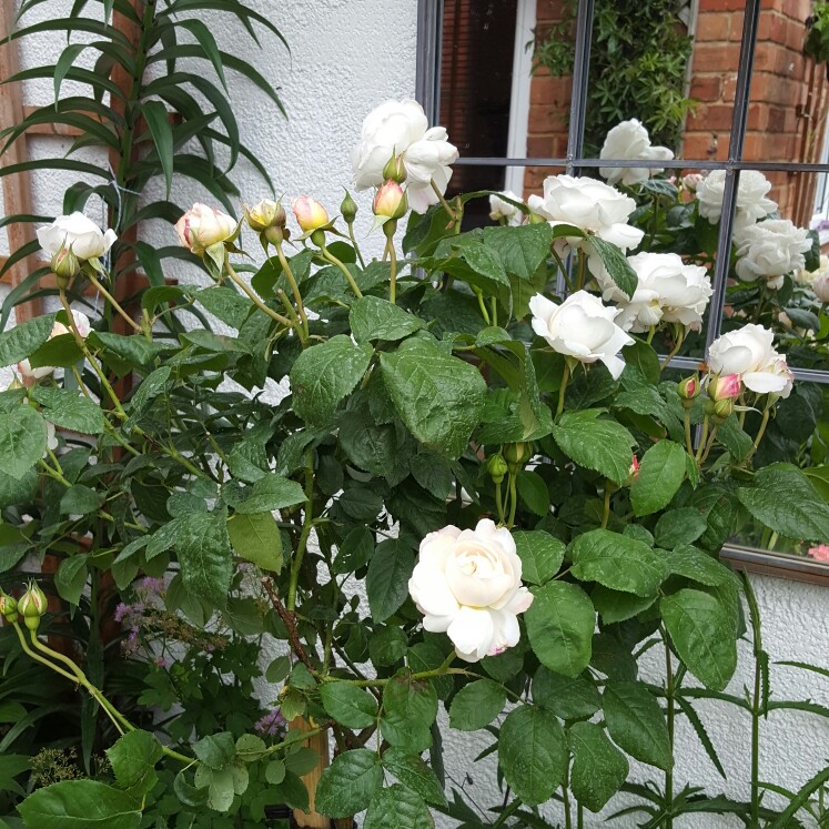 plant image 124984 plant image 124984