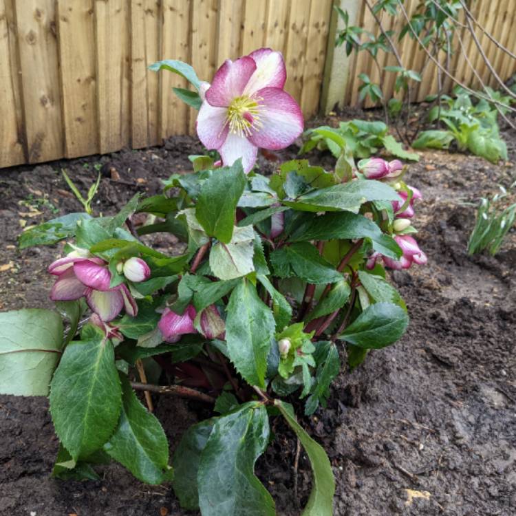 Plant image Helleborus 'Coseh 5400' (HGC Ice 'N' Roses Series) syn. Helleborus 'HGC Ice 'N' Roses Rosado'