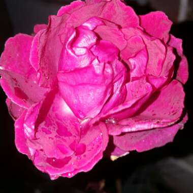 Rosa 'Tower Bridge'