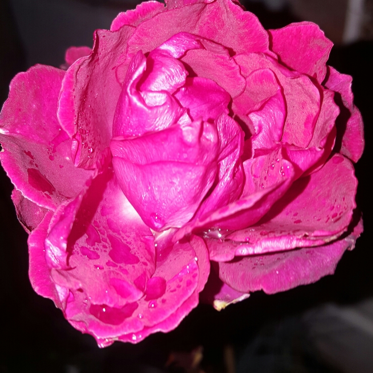 plant image 278912