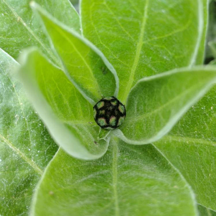 plant image 357998 plant image 357998