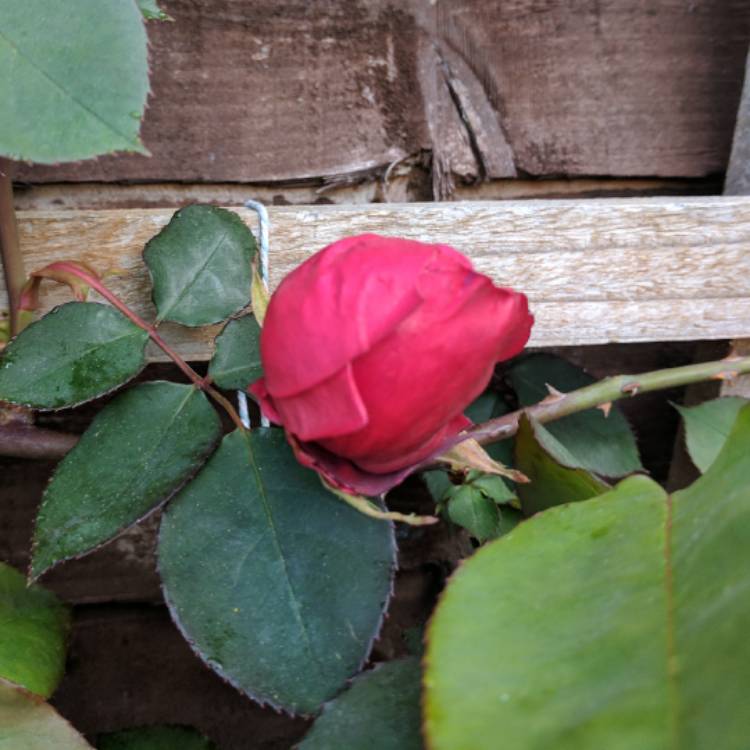 plant image 358003