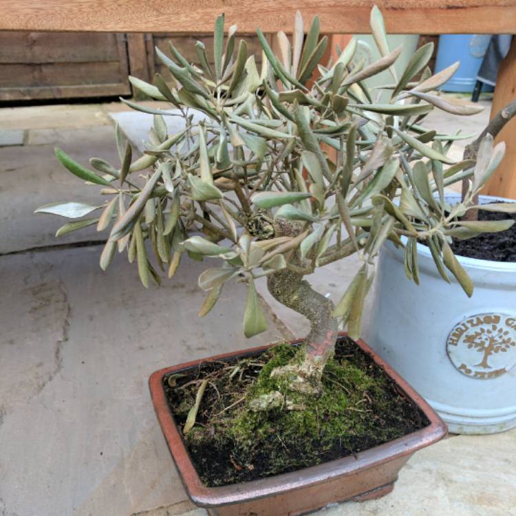 plant image 358007