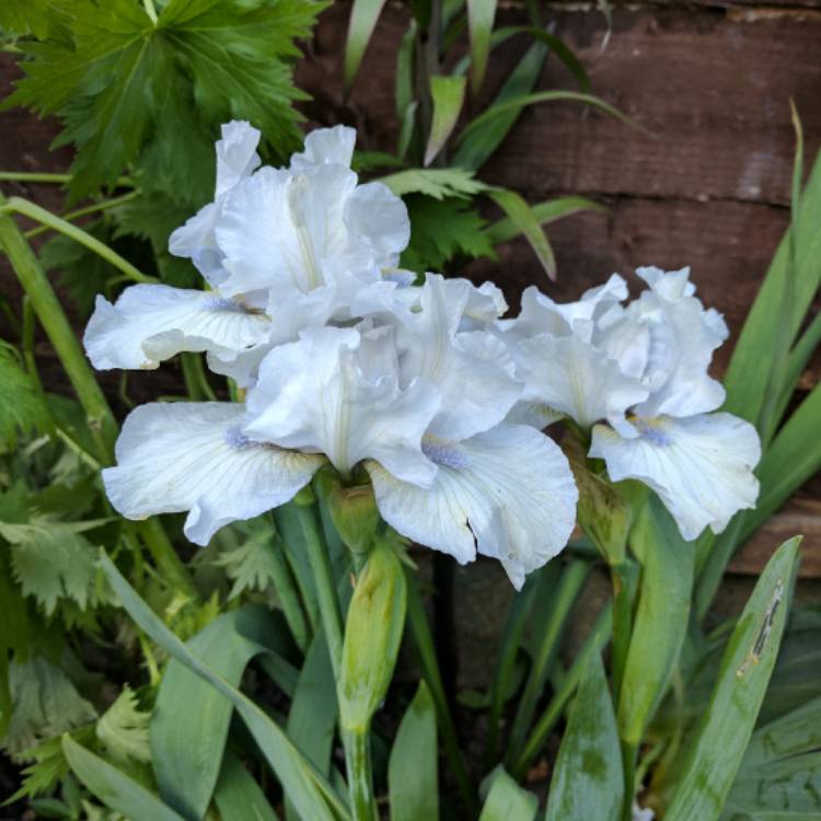 Plant image Iris x germanica 'Love's Tune'