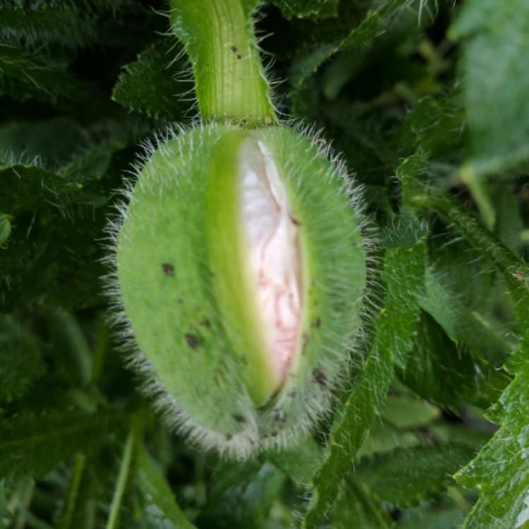 plant image 386518 plant image 386518