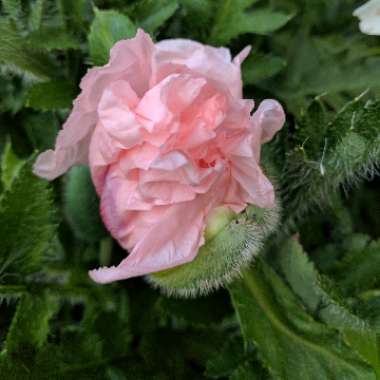Papaver orientale 'Coral Reef'