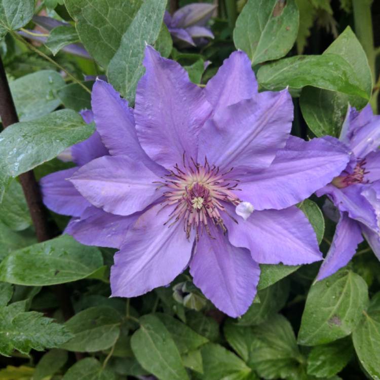 plant image 402417