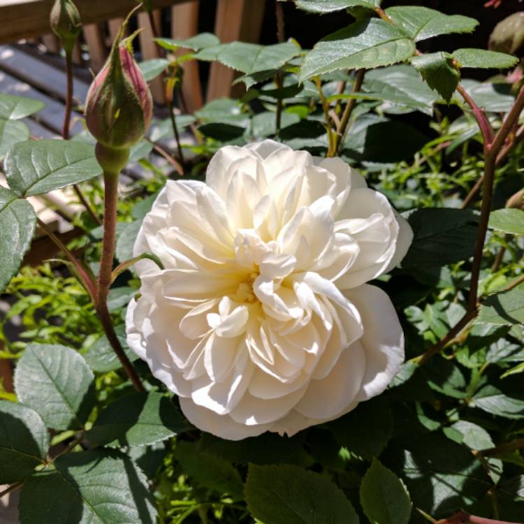 plant image 410213