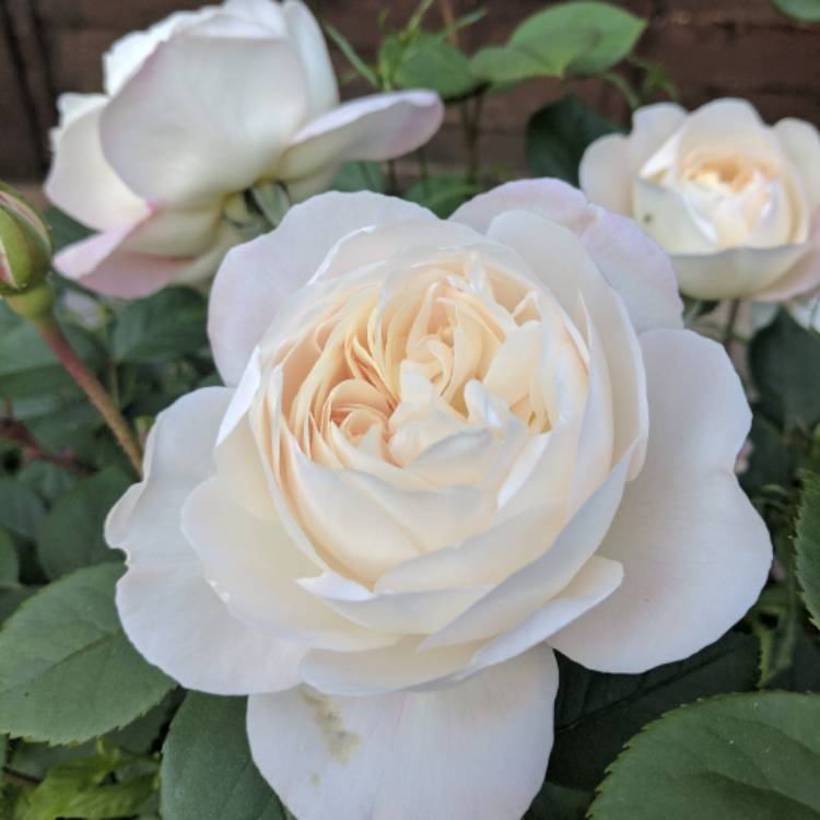 plant image 421615