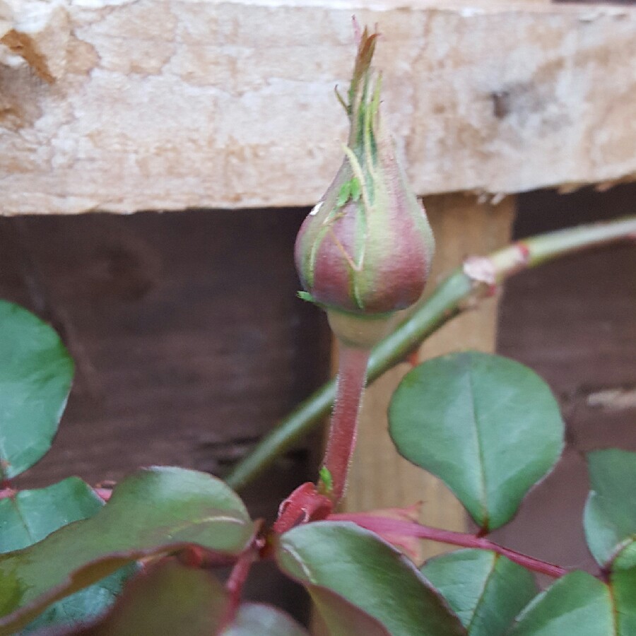 plant image 55716