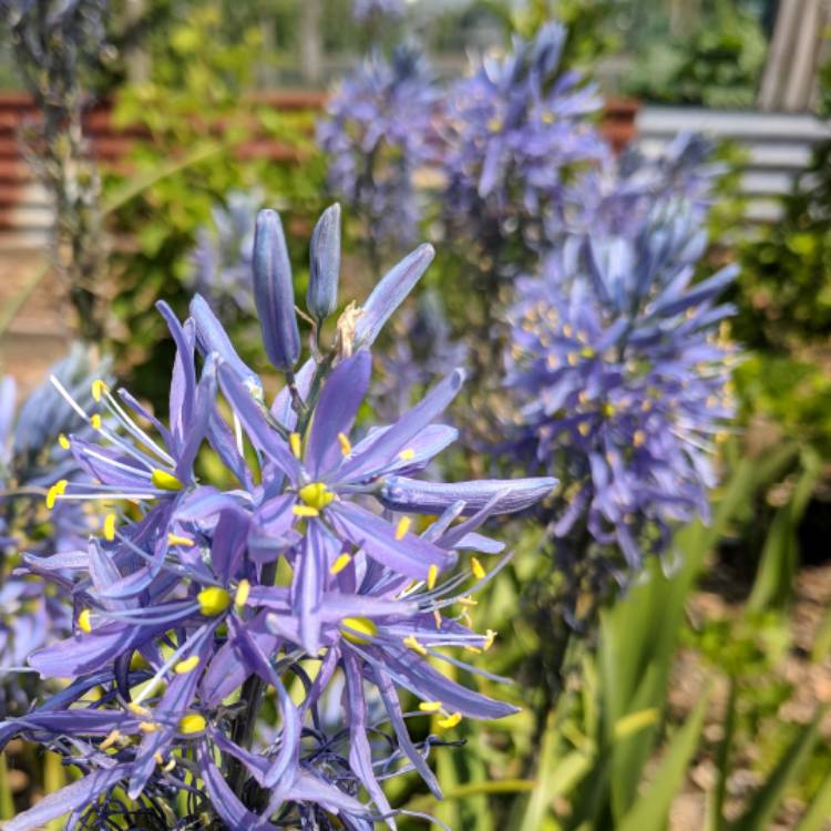plant image 709655