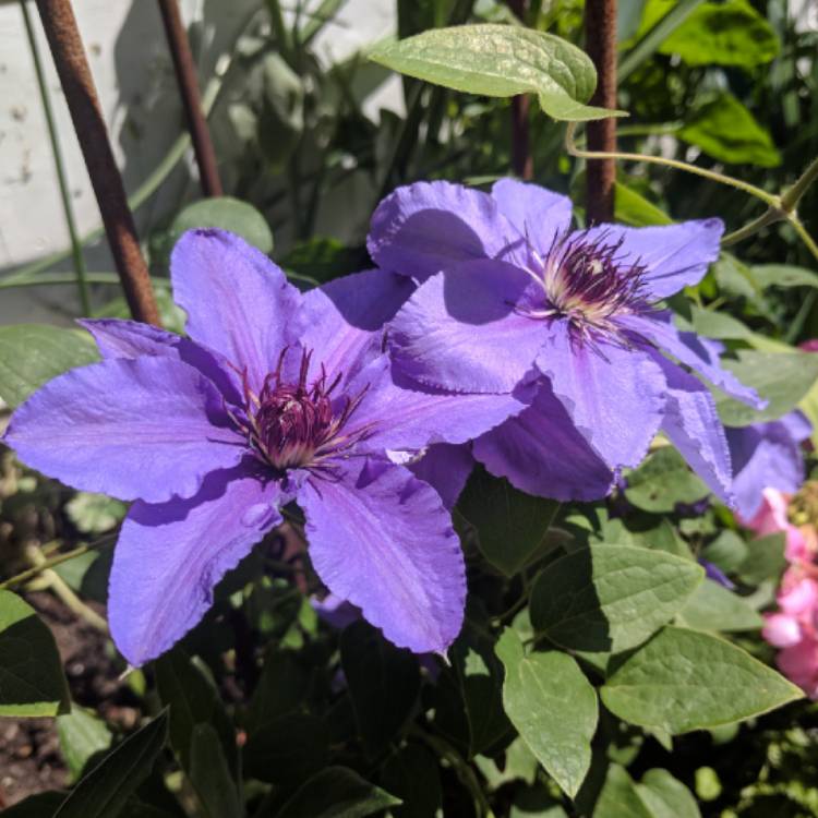 plant image 725955