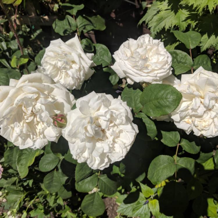plant image 725957 plant image 725957