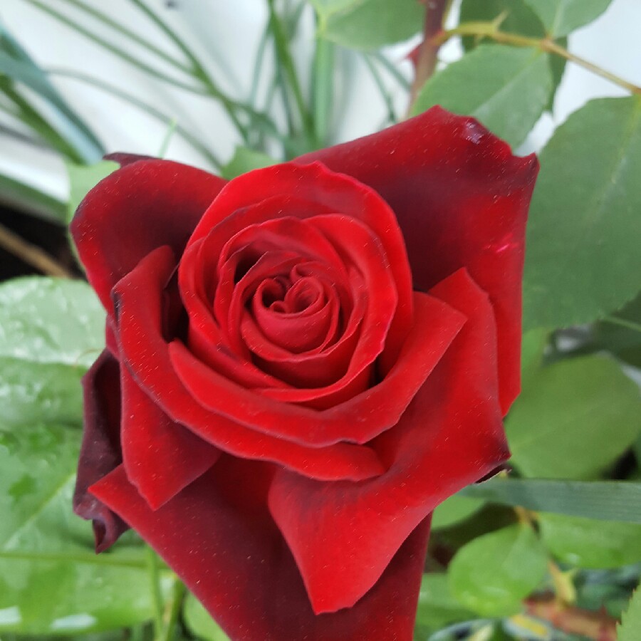 plant image 95183
