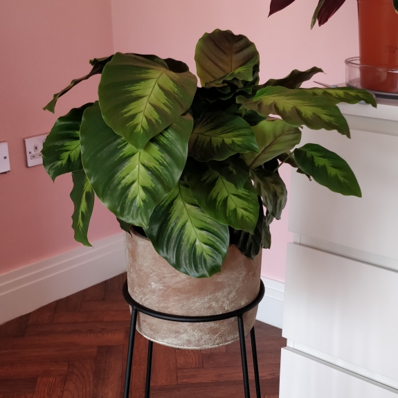 Plant image Calathea Albertii syn. Maranta albertii ; Calathea glaziovii
