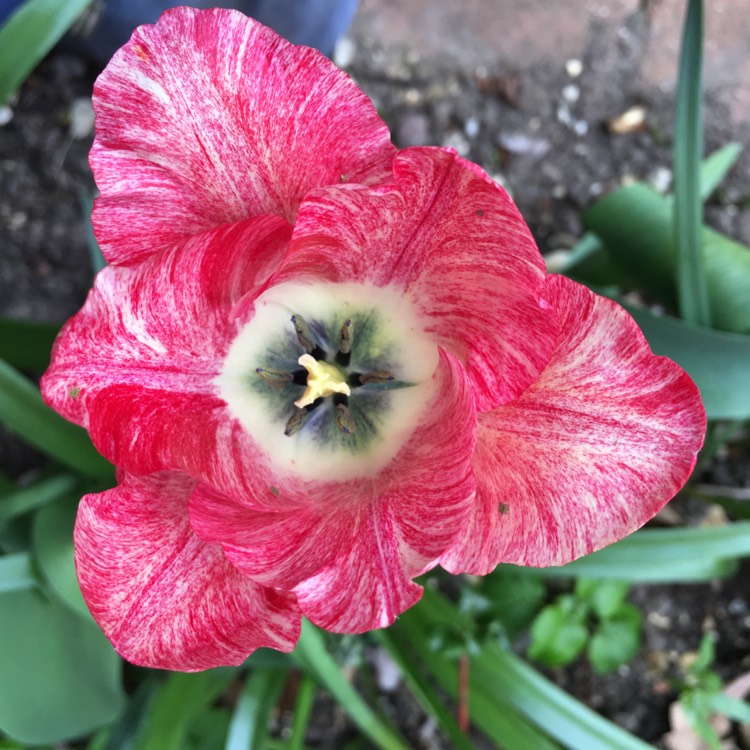 plant image 1001213