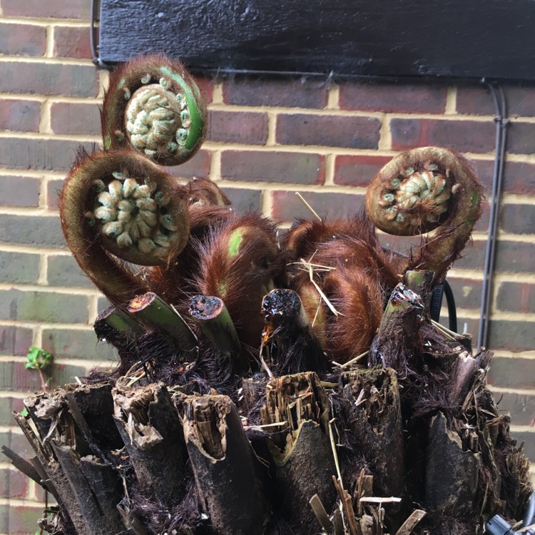 plant image 1007854