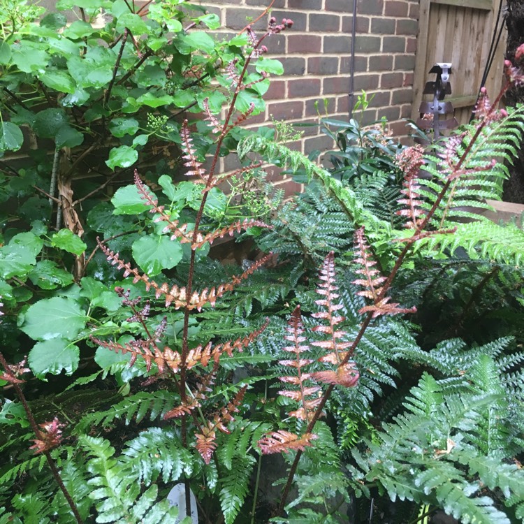 Plant image Dryopteris erythrosora 'Brilliance'