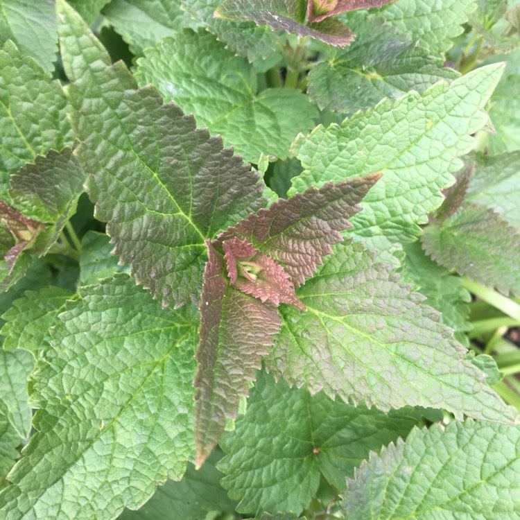 Plant image Agastache 'Blue Boa'