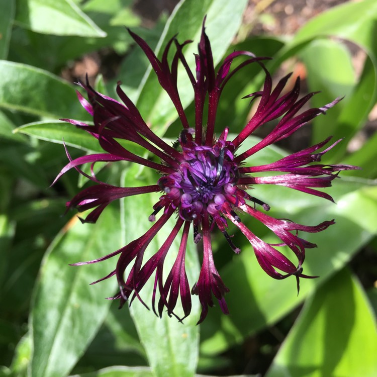 plant image 1026901