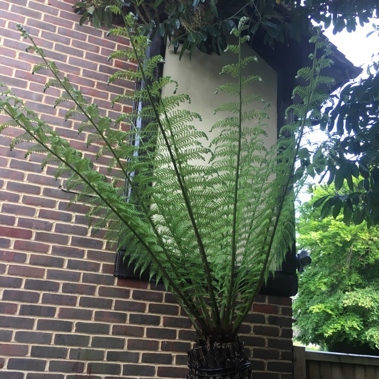 plant image 1052996