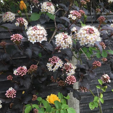 Physocarpus opulifolius 'Monlo' syn. Physocarpus opulifolius 'Diabolo'