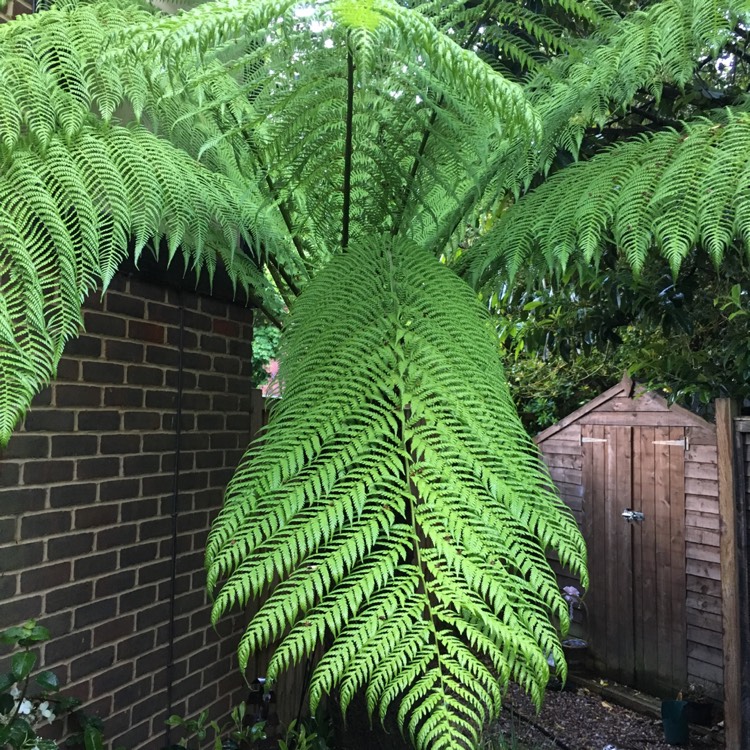 plant image 1071276
