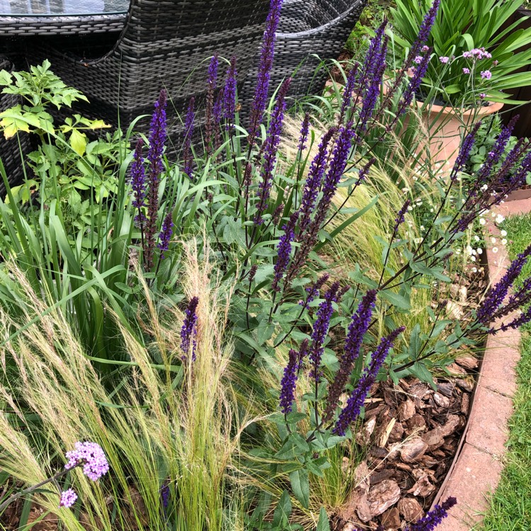 Plant image Salvia nemorosa 'Caradonna'