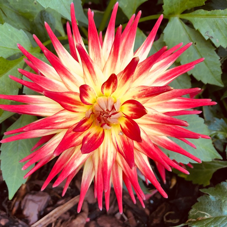 plant image 1139367 plant image 1139367