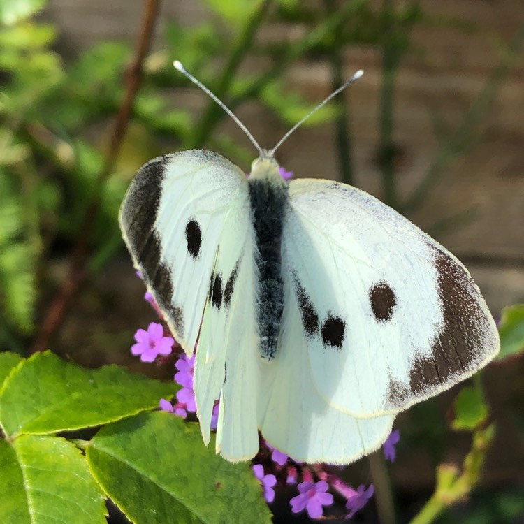 Plant image Verbena bonariensis 'Buenos Aires'