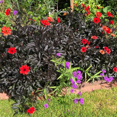 Dahlia (Border Varieties)
