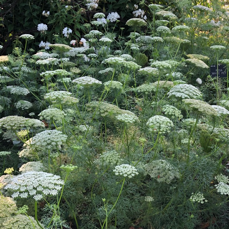 Plant image Ammi visnaga