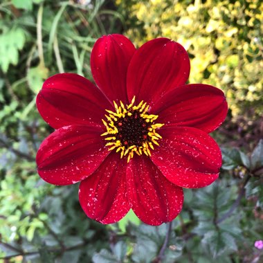Dahlia 'Bishop of Auckland'