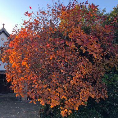 Cotinus