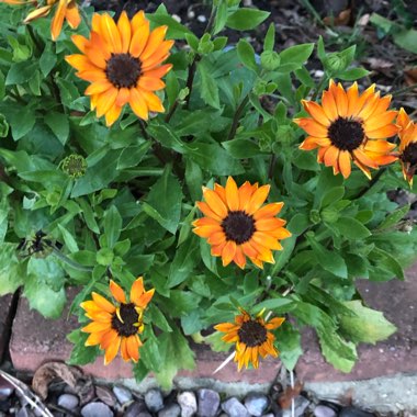 Osteospermum