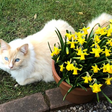 Narcissus 'Tête-à-Tête'