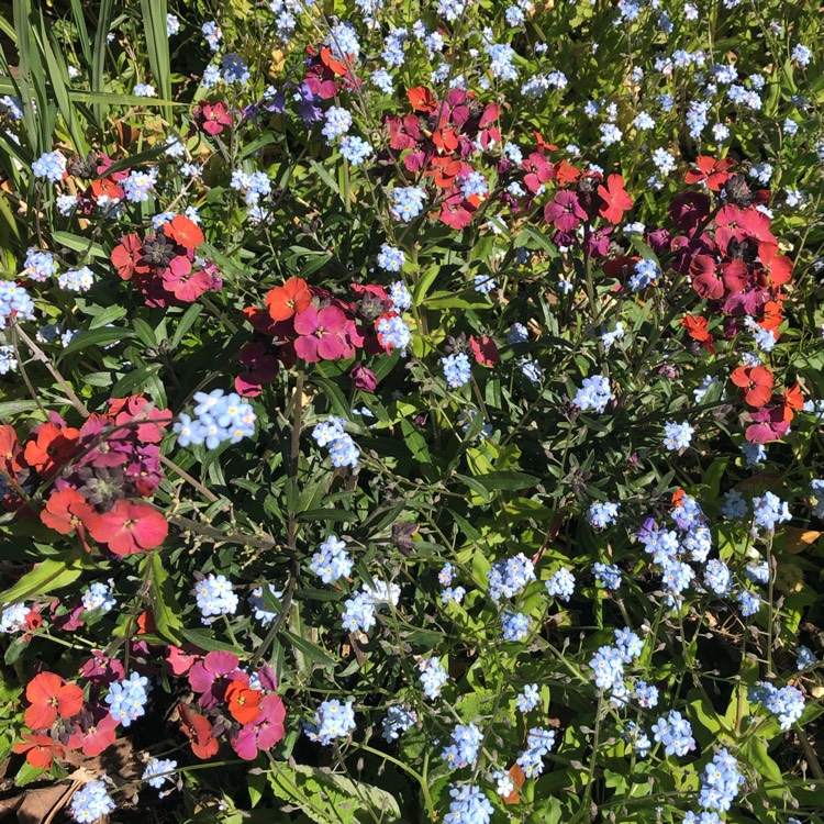 Plant image Erysimum 'Red Jep'