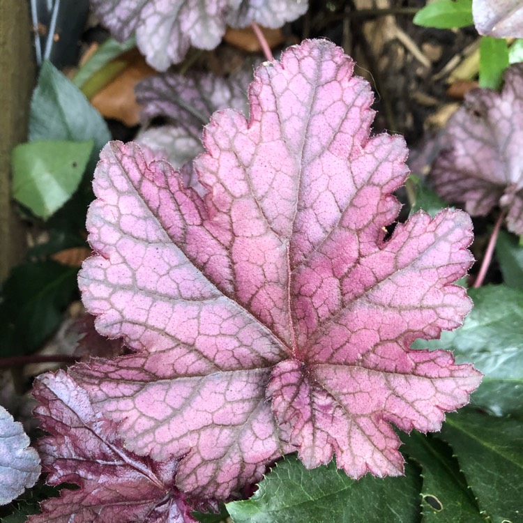 Plant image Heuchera 'Blackberry Jam'