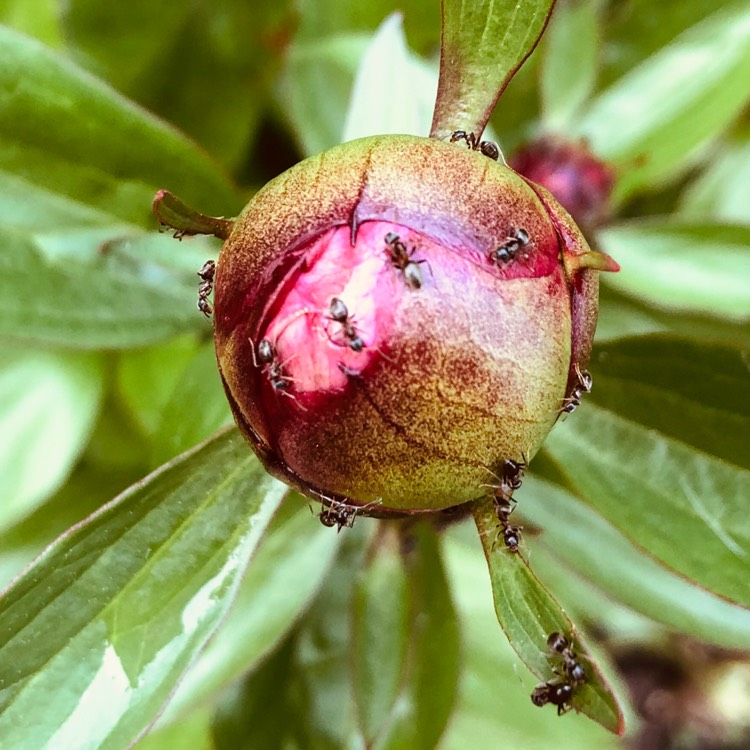 plant image 1282965