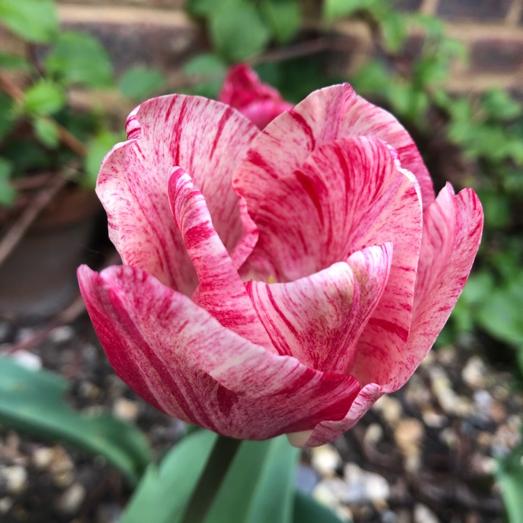 plant image 1287991