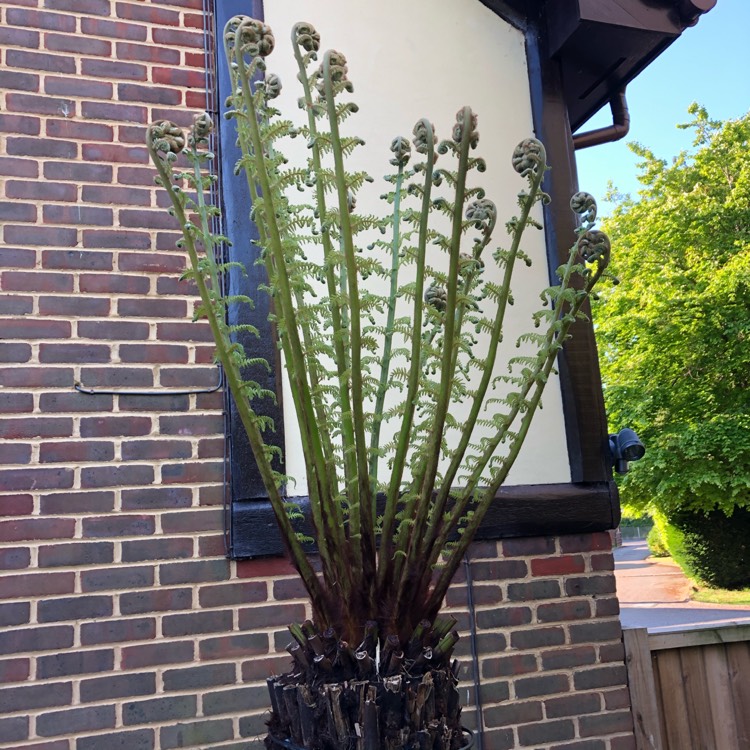 plant image 1298705