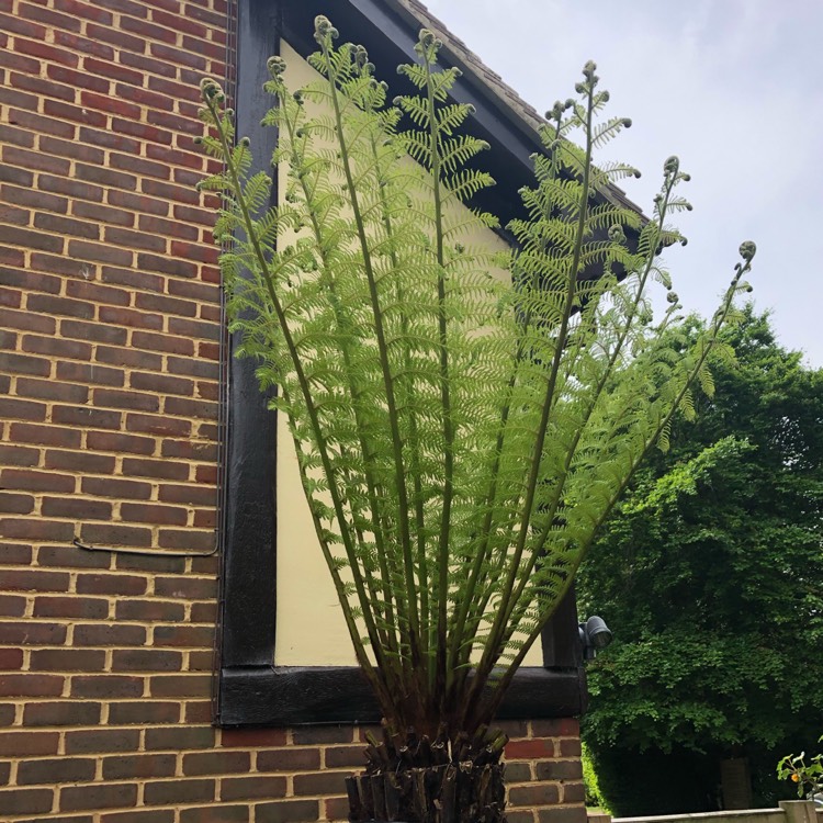 plant image 1306523