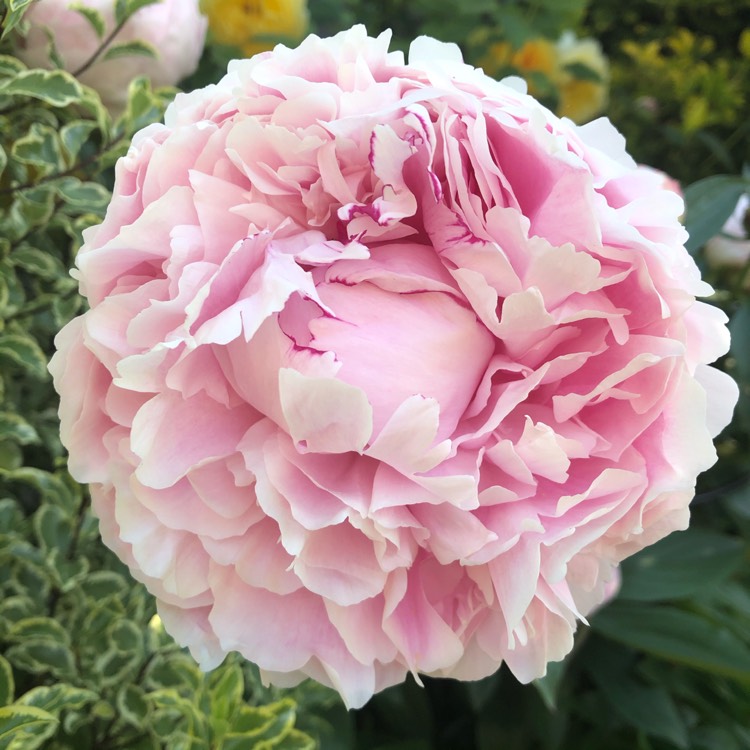 plant image 1310809