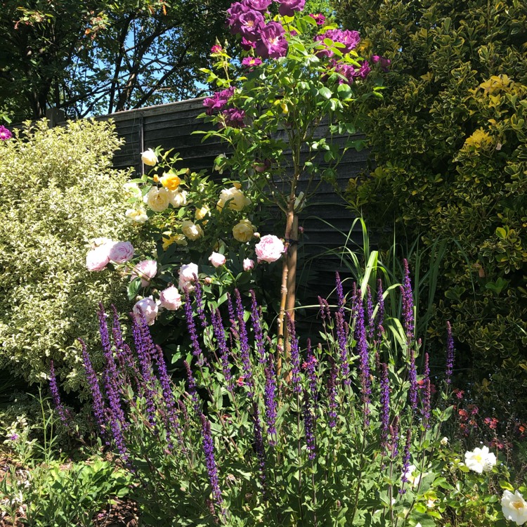 plant image 1314103 plant image 1314103