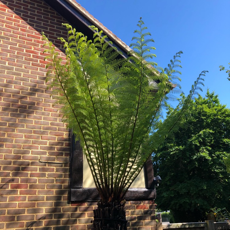 plant image 1314386