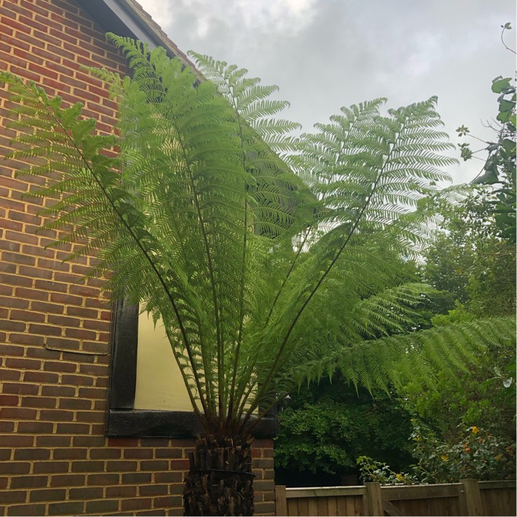 plant image 1328725