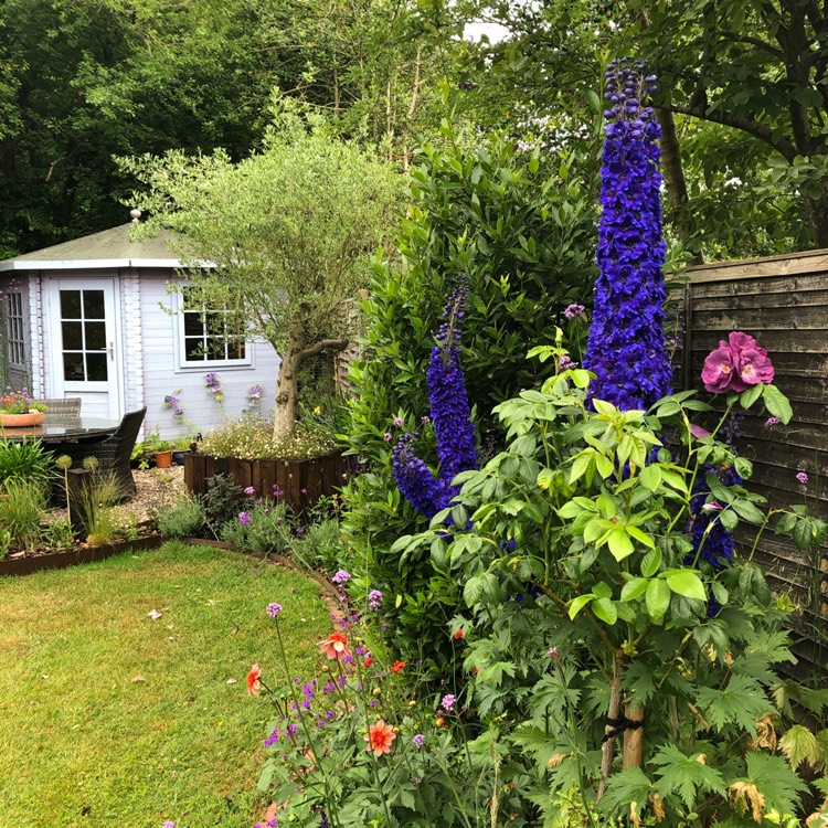 plant image 1332876